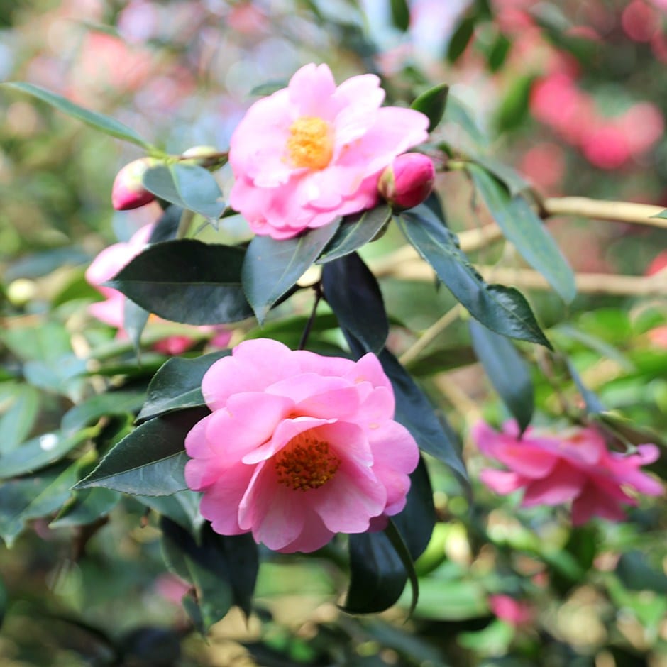 <i>Camellia</i> 'Pink Icicle'