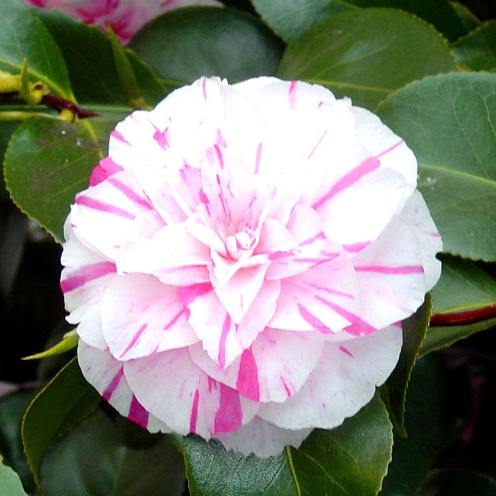 <i>Camellia japonica</i> 'Chameleon'