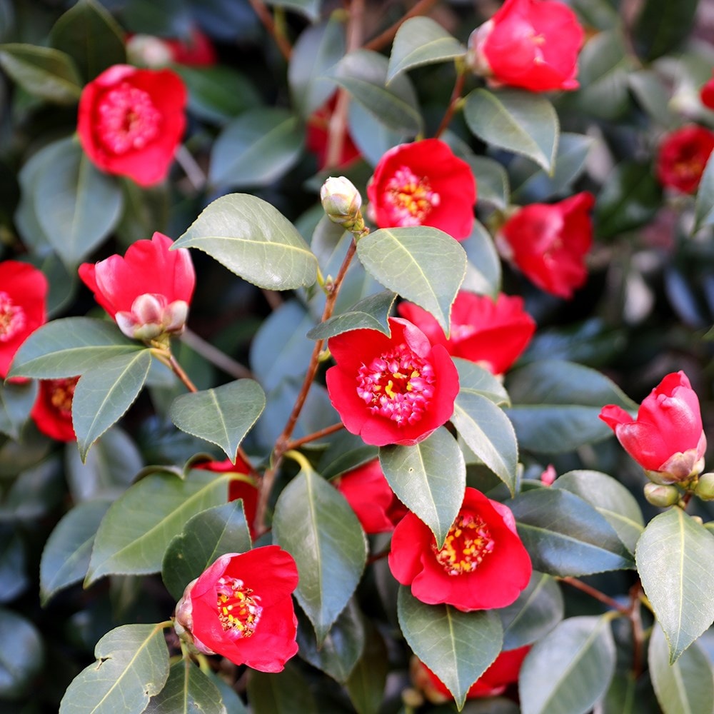 <i>Camellia japonica</i> 'Kimberley'