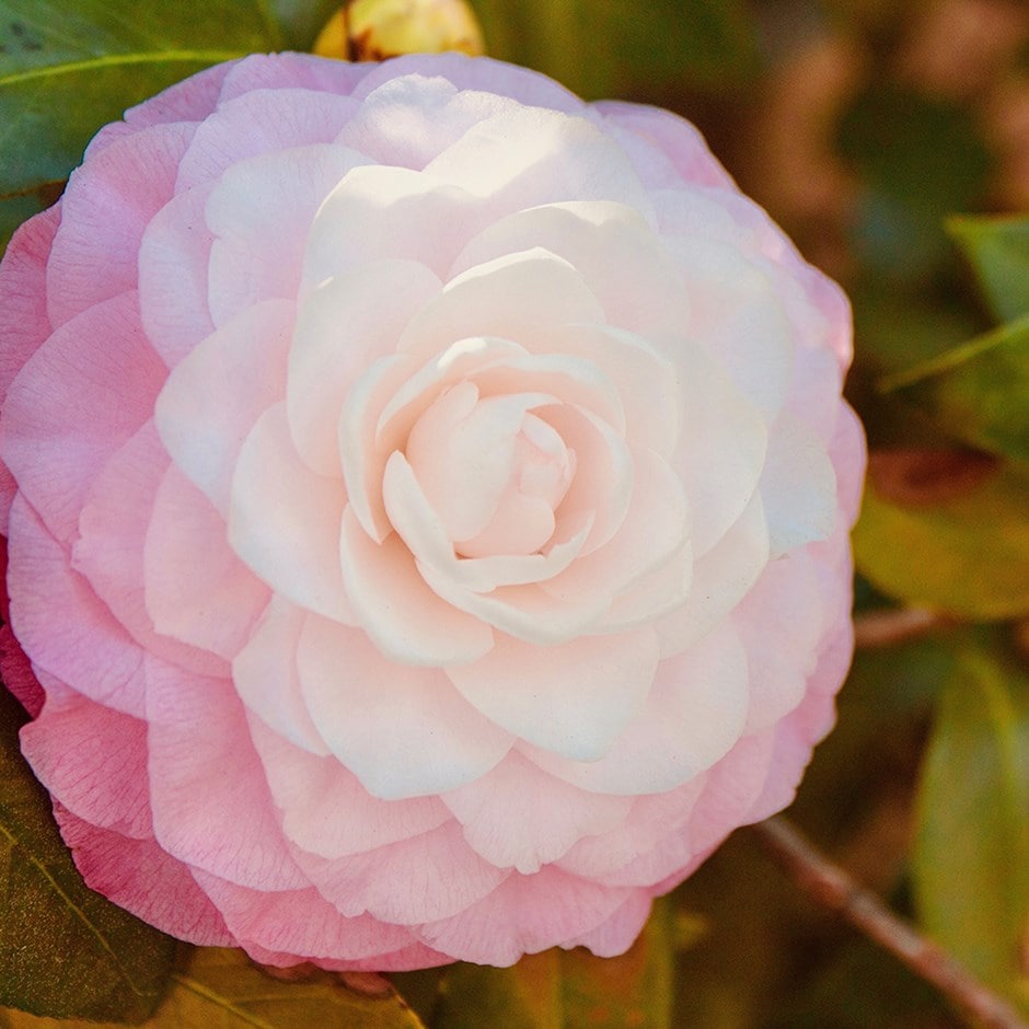 <i>Camellia japonica</i> 'Nuccio's Pearl'