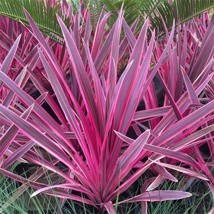 Cordyline Pink Passion ('Seipin') (PBR)