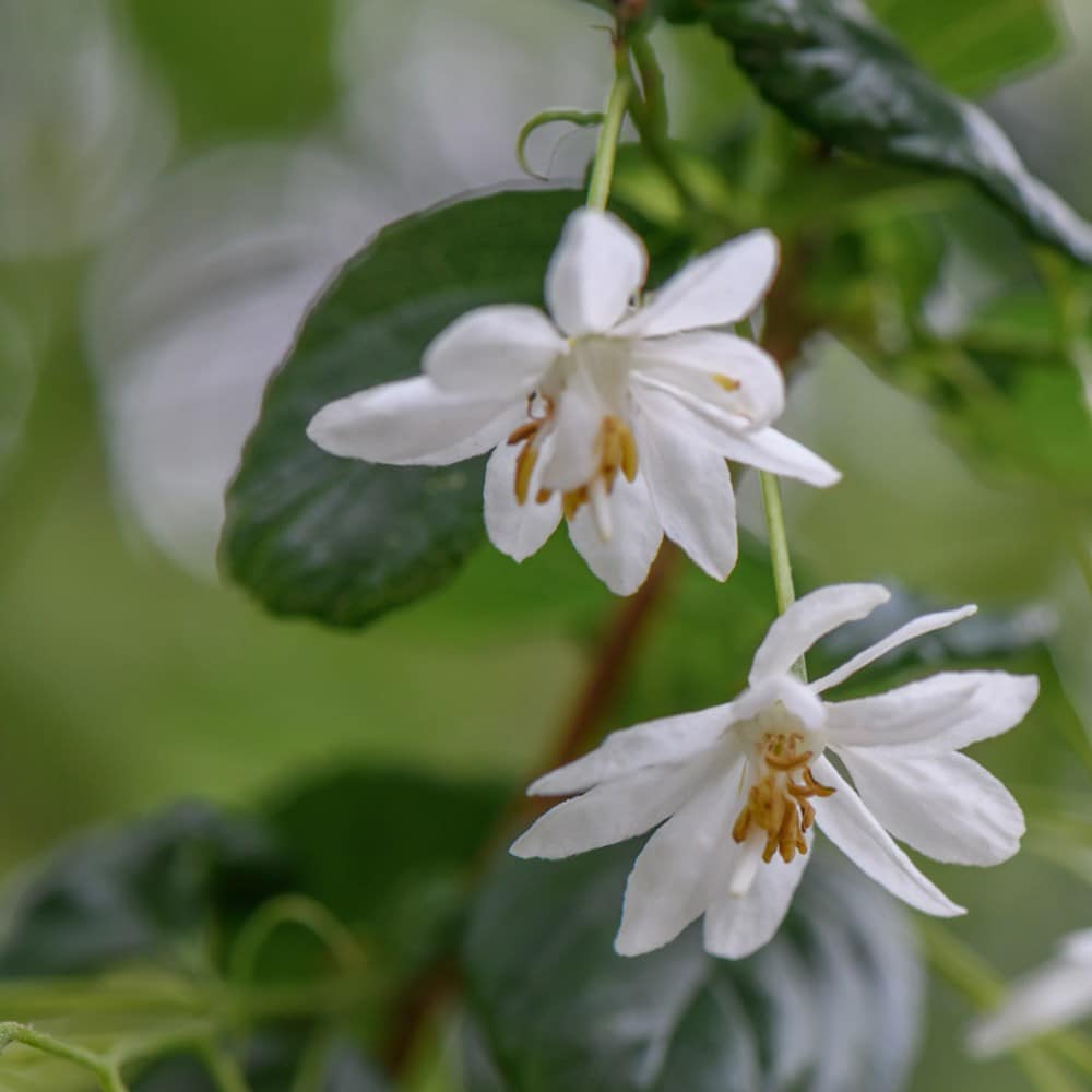 <i>Sinojackia xylocarpa</i> 