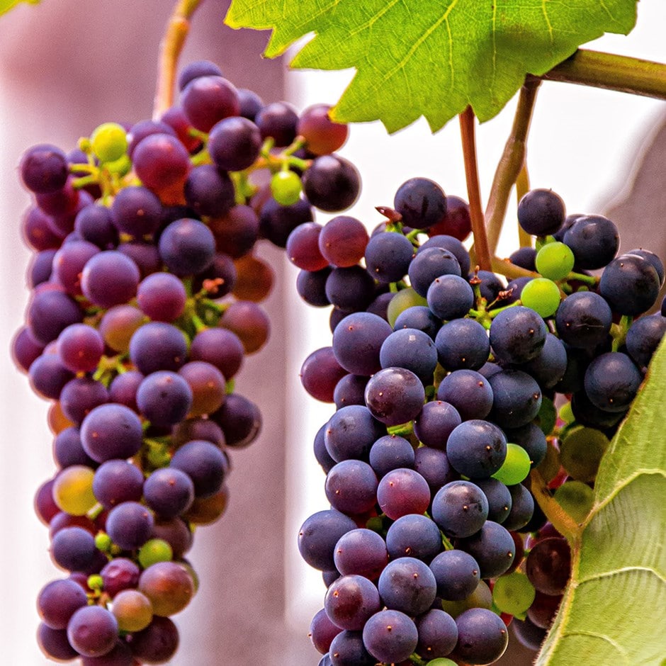 seedless grape vine ( syn. Vitis vinifera Einset Seedless)
