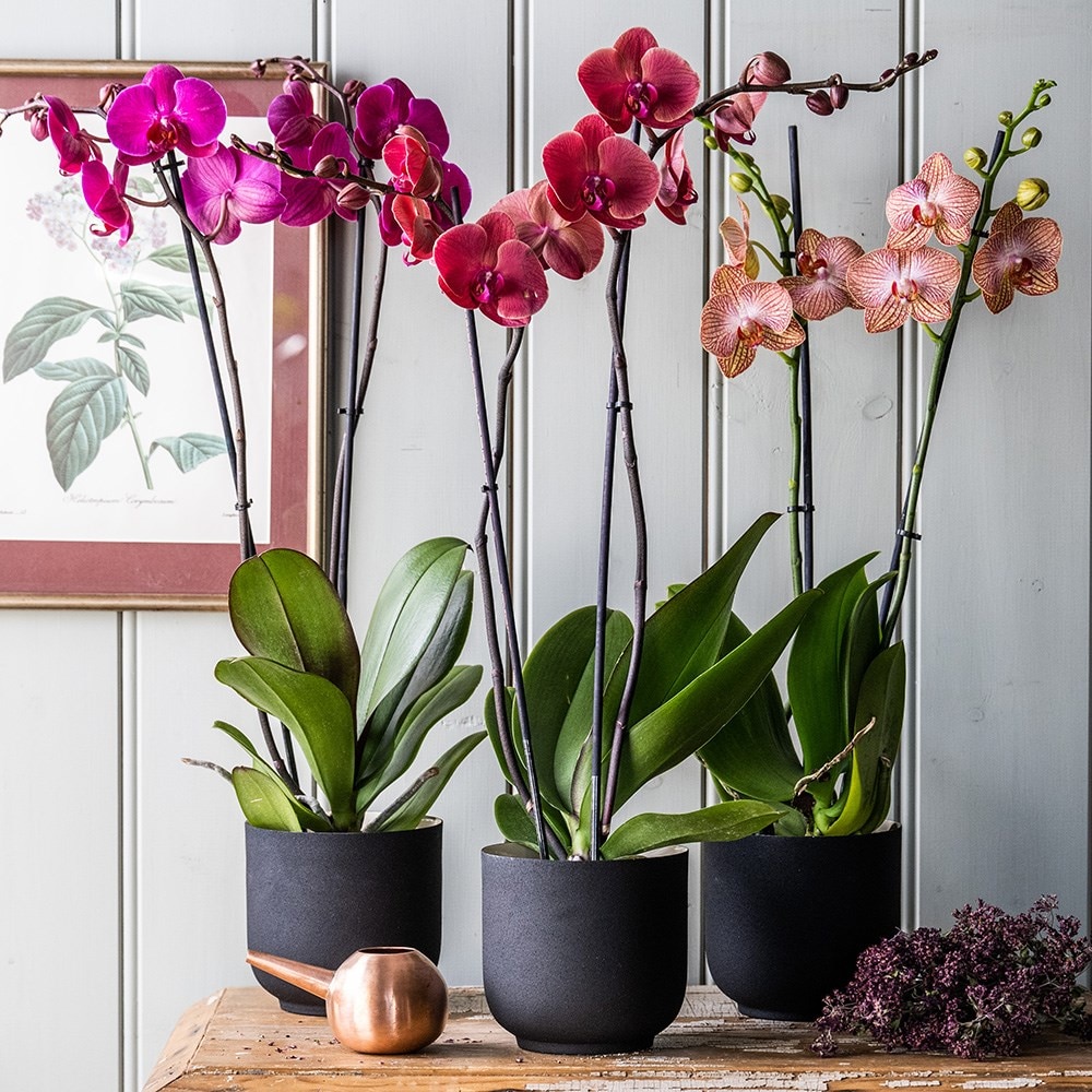 Phalaenopsis orchids shop for sale