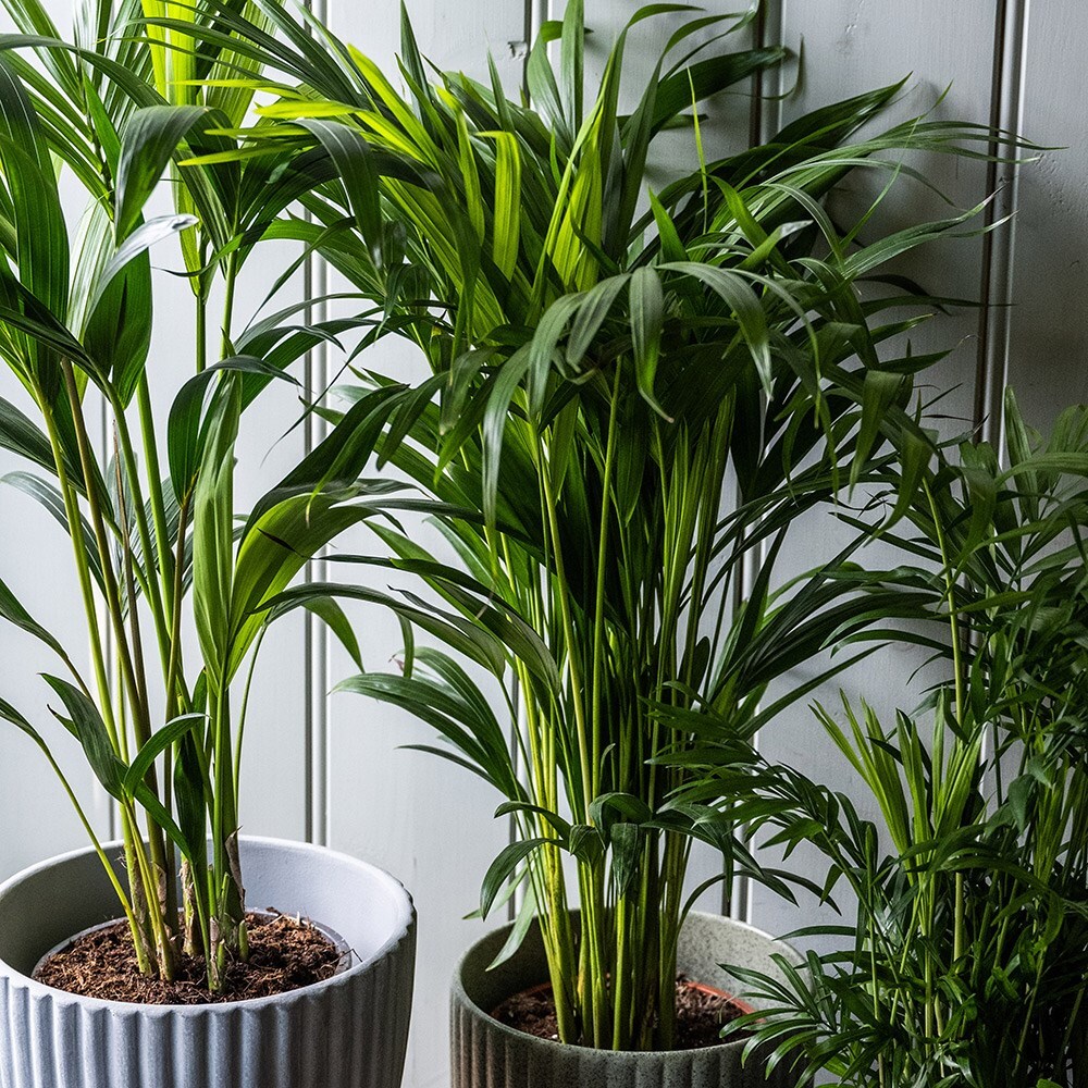 Indoor palm collection