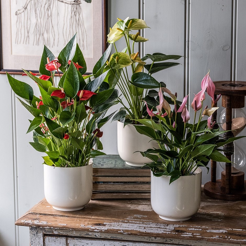 begrænse skipper fond Buy Anthurium collection Flamingo flower collection: £59.97 Delivery by  Crocus