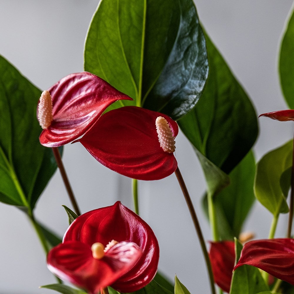 Flamingo flower collection