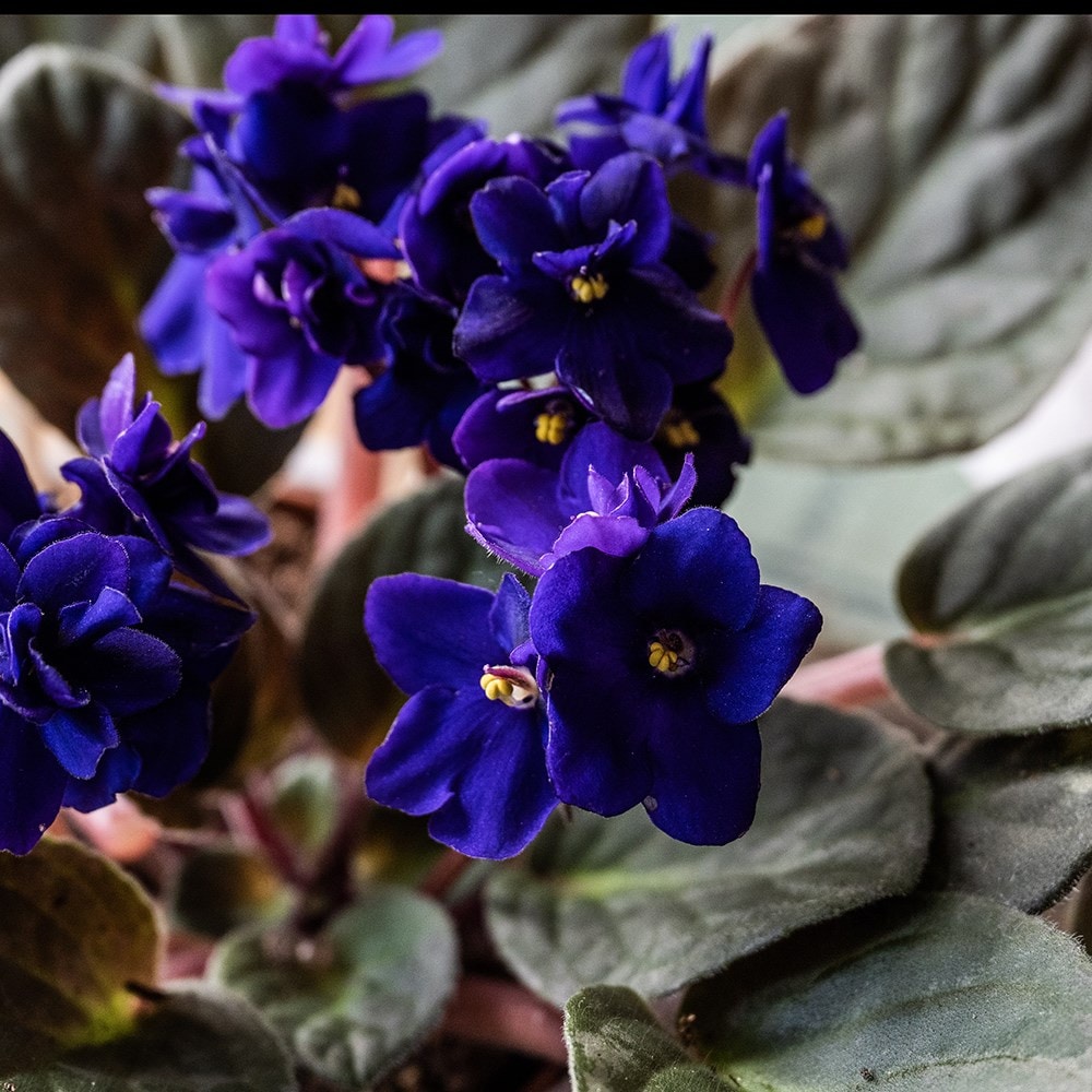 African violet collection 