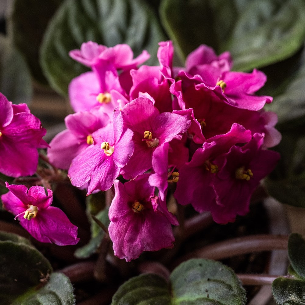 African violet collection 