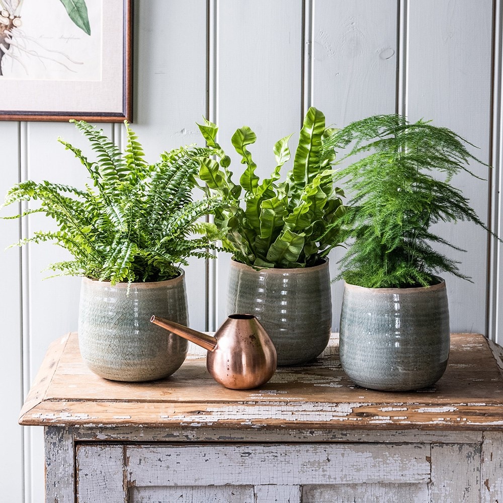Buy Indoor fern collection 30.97 Delivery by Crocus