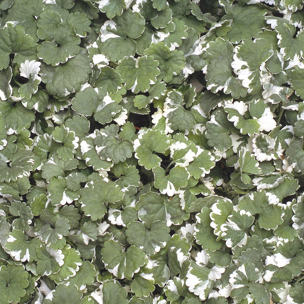 <i>Nepeta hederacea</i> 'Variegata'