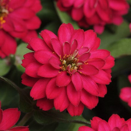 Zinnia marylandica Double Zahara Cherry (Double Zahara Series)