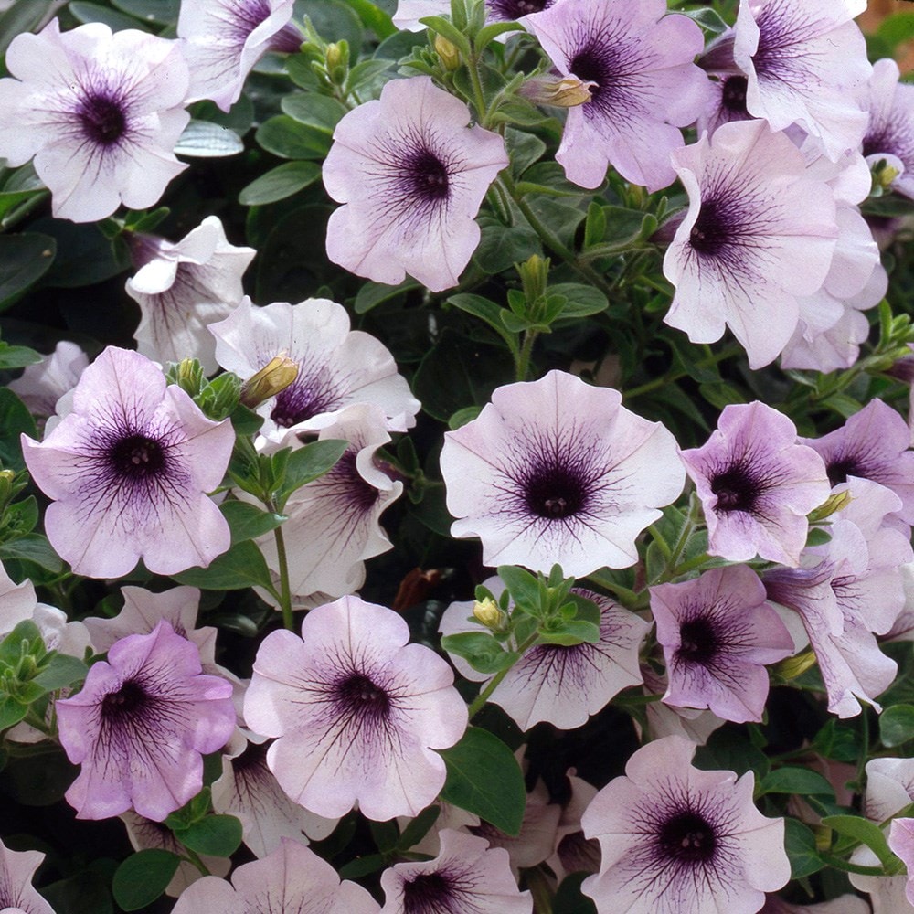 Buy Trailing Petunia Petunia 'Surfinia Blue Vein ('Sunsolos') (PBR ...