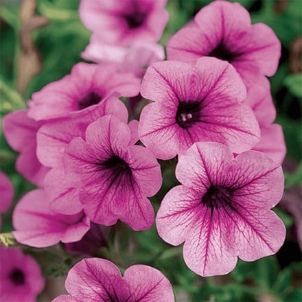 Petunia Surfinia Pink Vein ('Suntosol') (Surfinia Series)