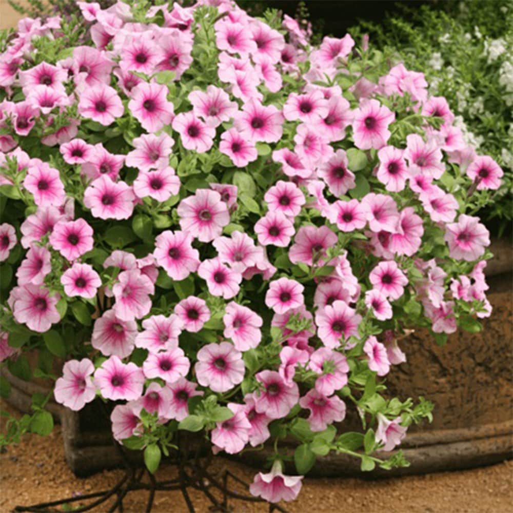 <i>Petunia</i> <b class=small-caps>Surfinia Pink Vein</b> ('Suntosol') (PBR) (Surfinia Series)