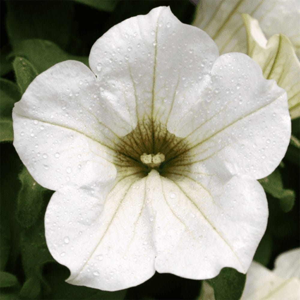 Product options image