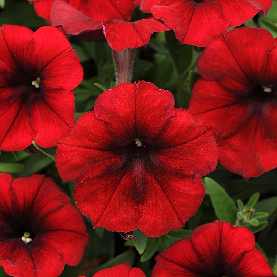 <i>Petunia</i> <b class=small-caps>Easy Wave Red Velour</b> ('Pas933560') (Easy Wave Series)