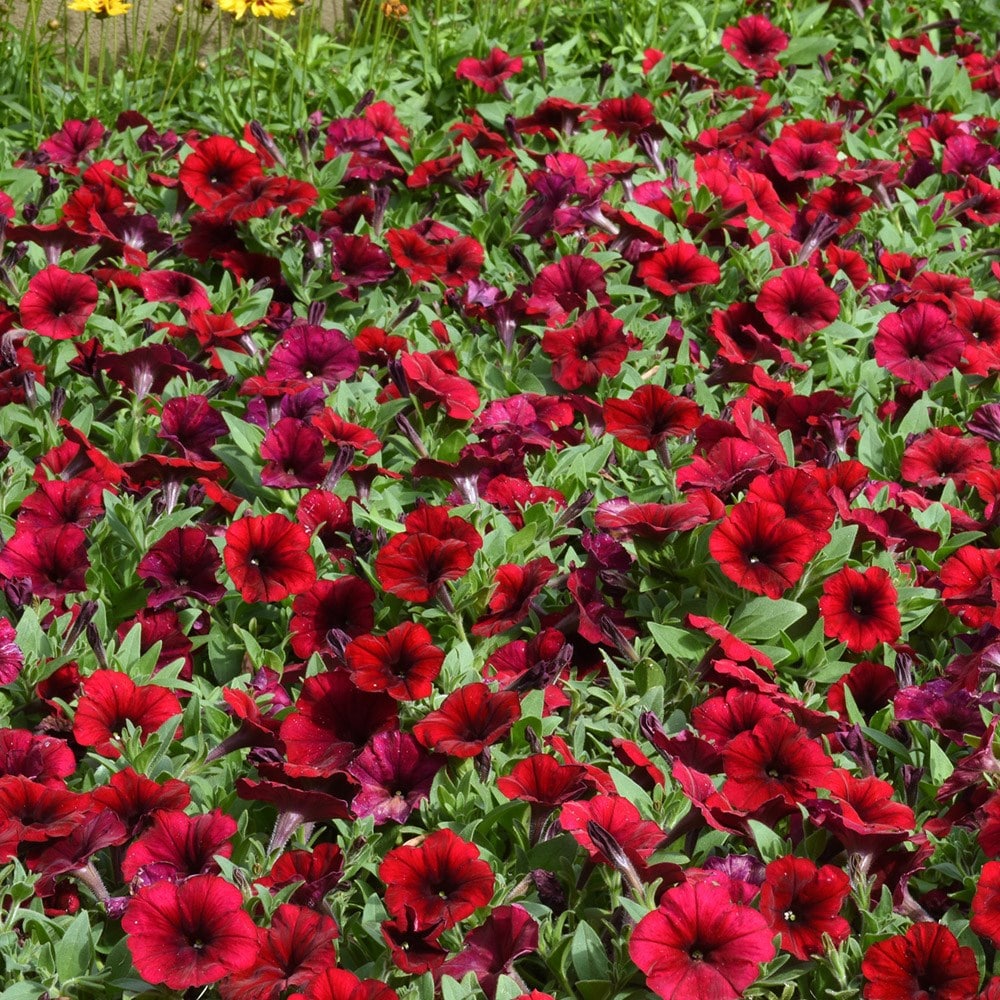 <i>Petunia</i> <b class=small-caps>Easy Wave Red Velour</b> ('Pas933560') (Easy Wave Series)