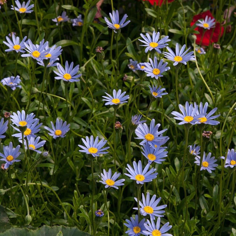 Product options image