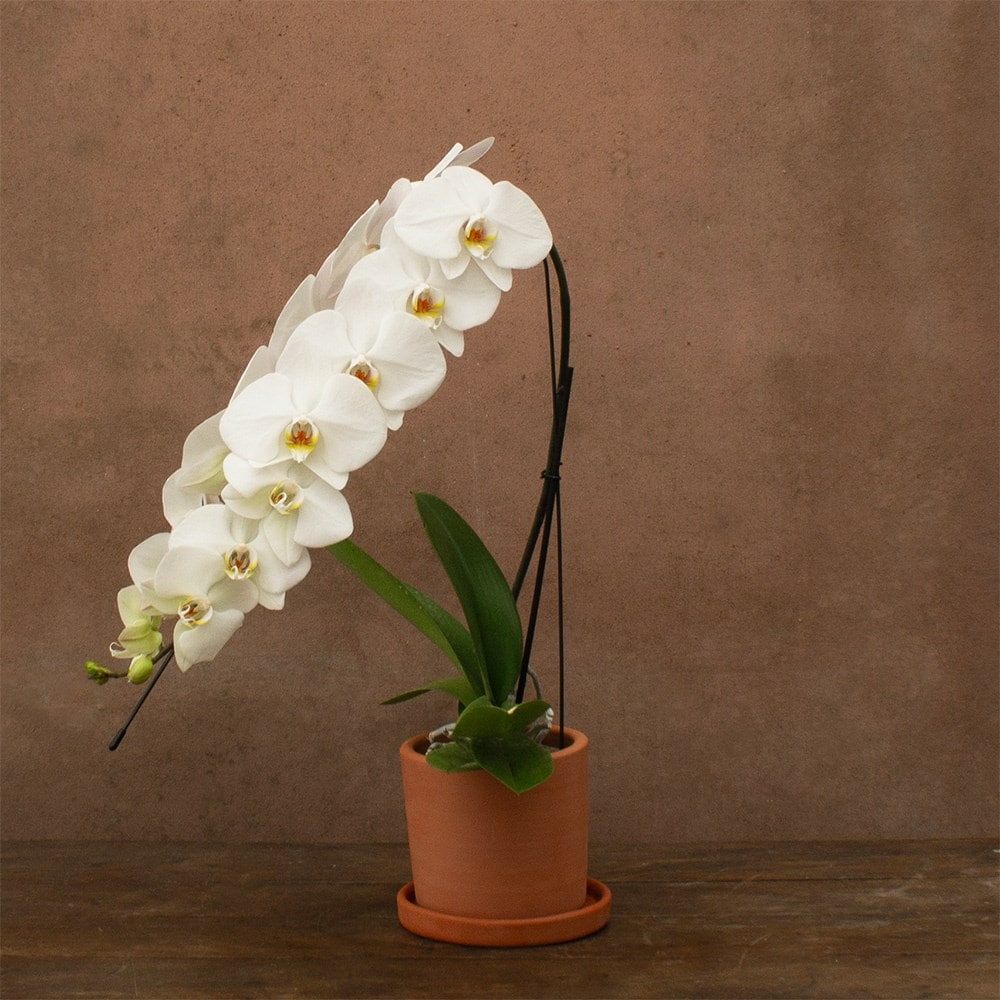 Product options image