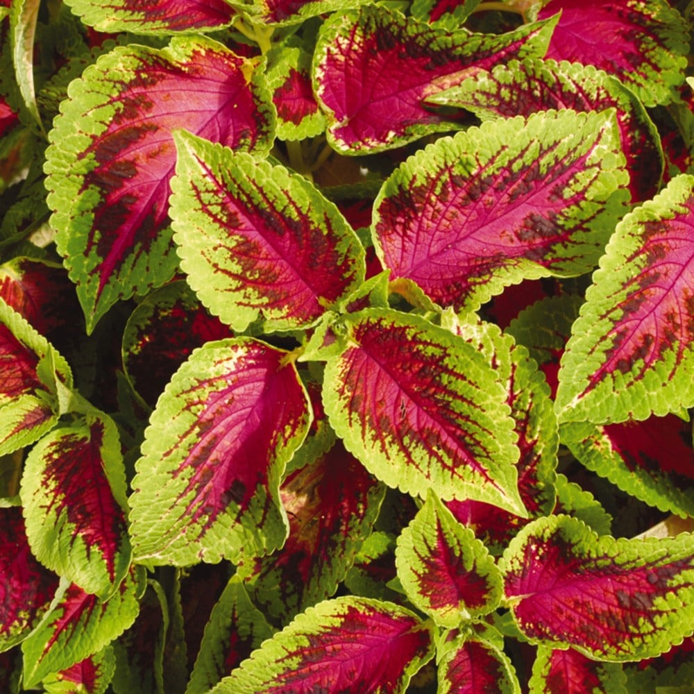 <i>Coleus</i> 'Watermelon'