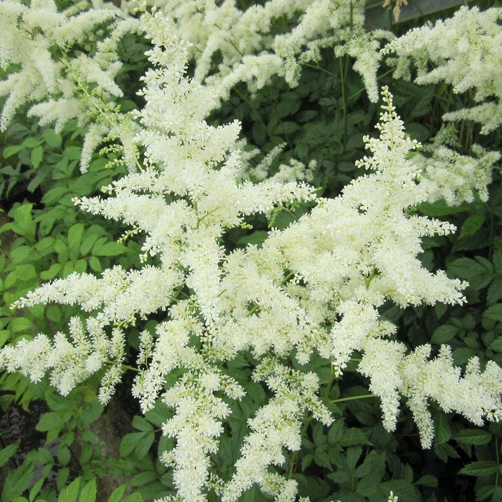 Product options image