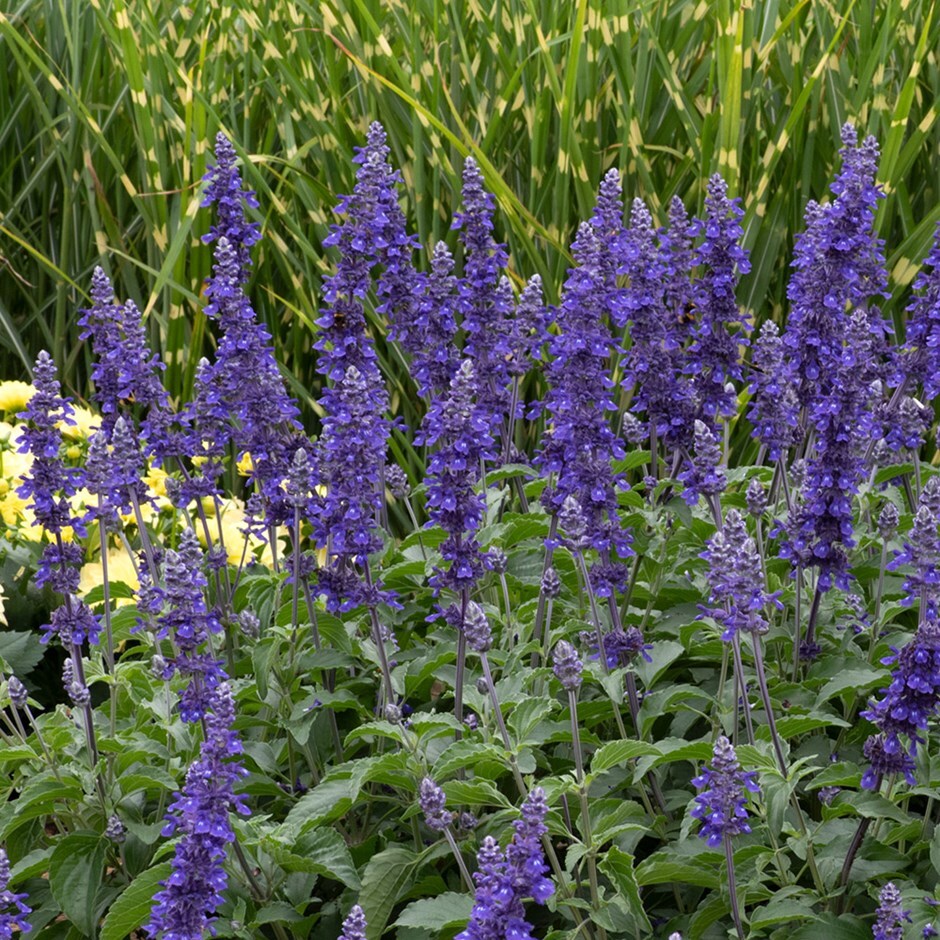 Buy mealy cup sage Salvia 'Mystic Spires Blue ('Balsalmisp')': Delivery ...