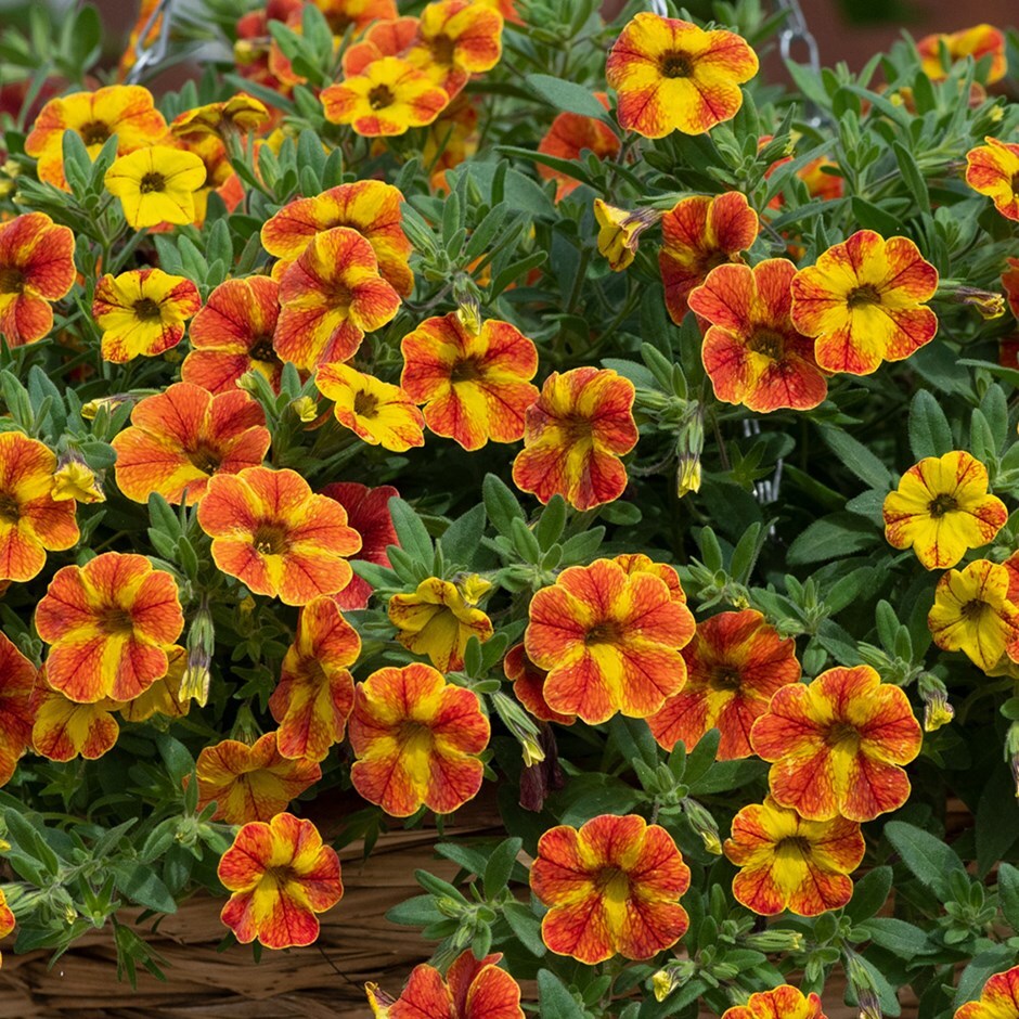 Buy million bells Calibrachoa 'Cabaret Diva Orange' Delivery by