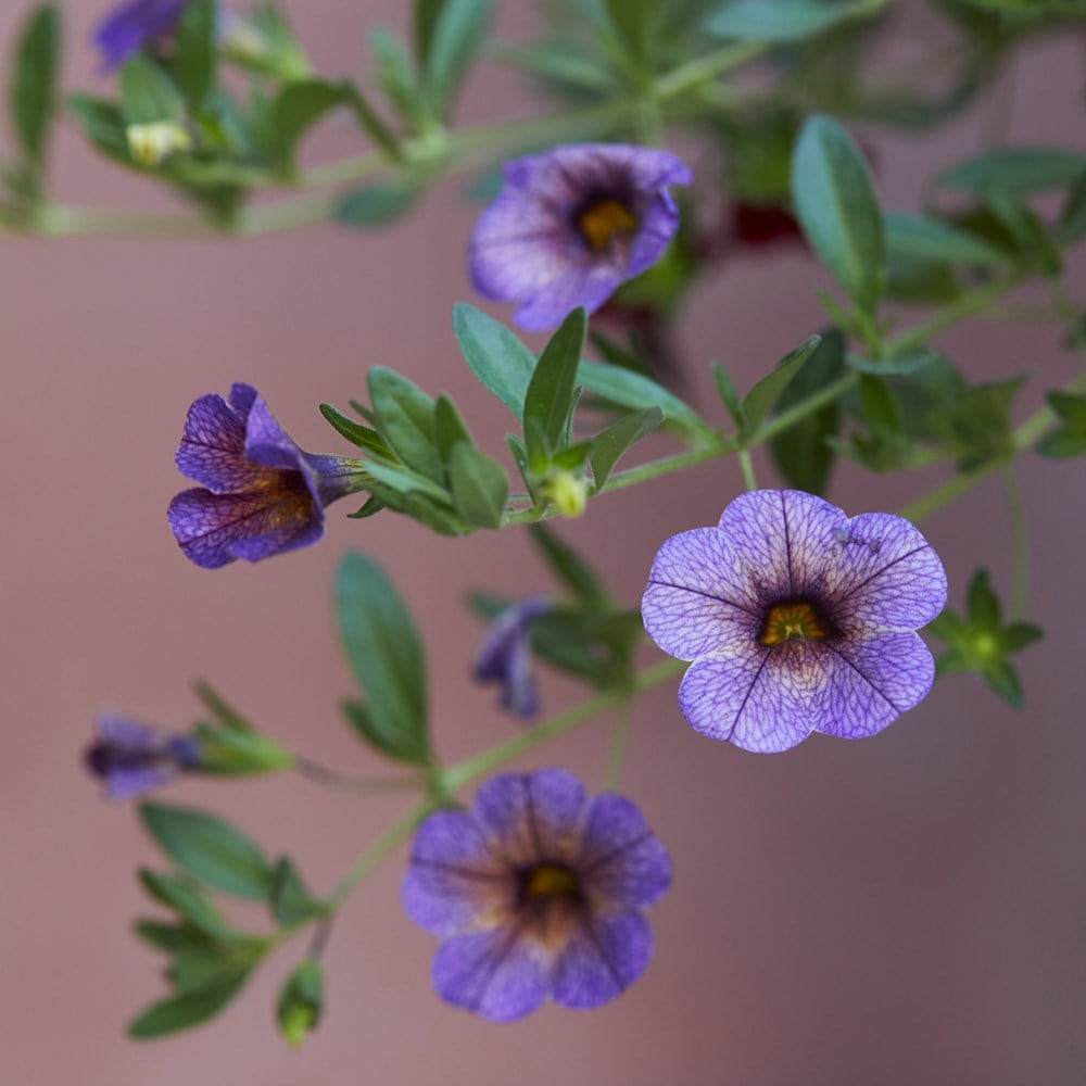 <I>Calibrachoa</i> <b class=small-caps>Chameleon Blueberry Scone</b> ('Wescachablusc')