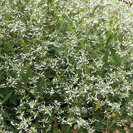 Euphorbia Silver Fog White Improved