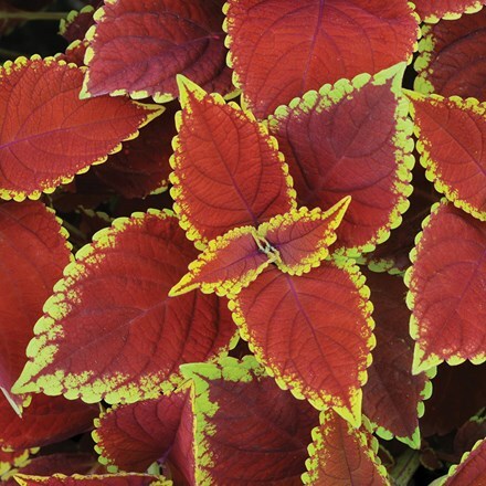 Coleus scutellarioides Trusty Rusty ('Uf06419')