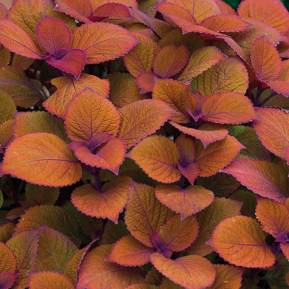 <i>Coleus scutellarioides</i> 'Campfire'