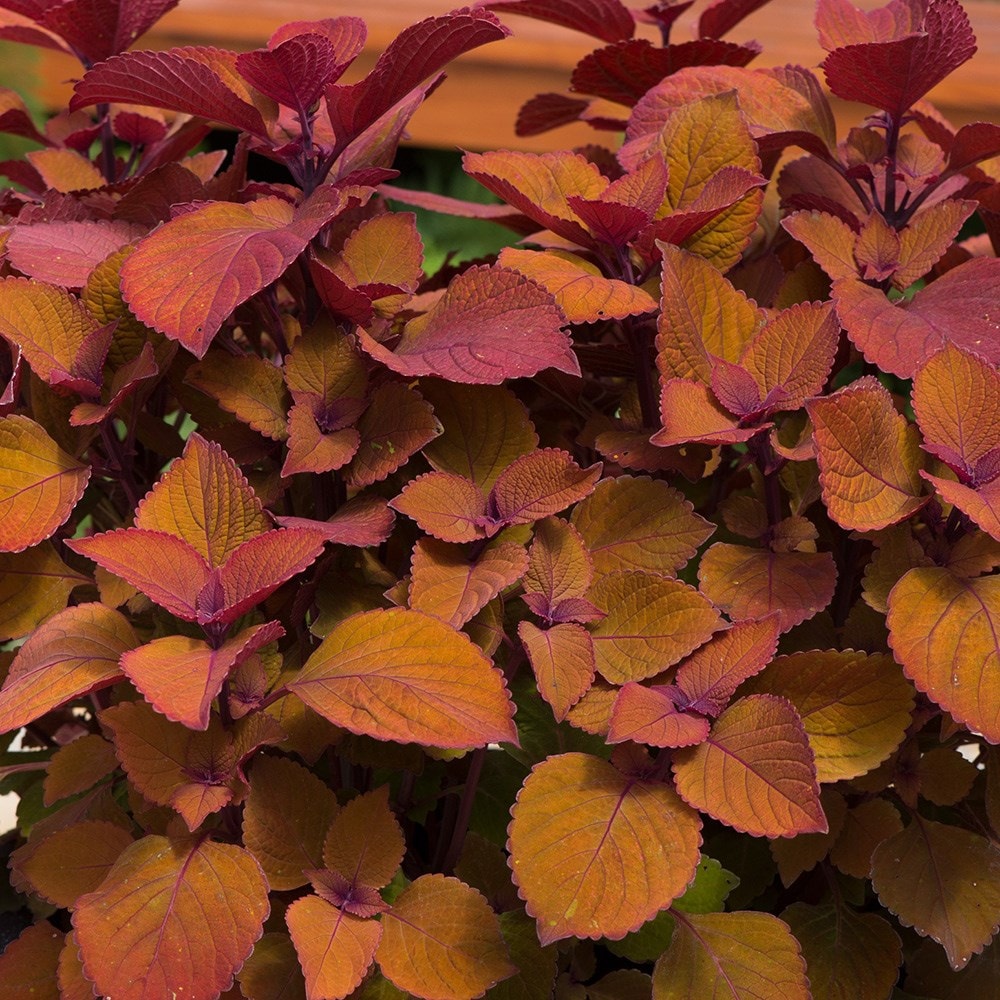 <i>Coleus scutellarioides</i> 'Campfire'