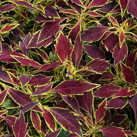 Coleus scutellarioides Flamethrower Serrano (Flamethrower Series)