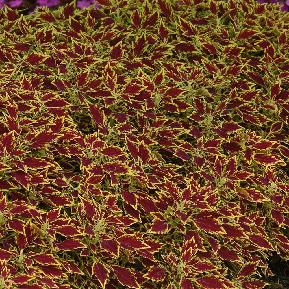 <i>Coleus</i> 'Flamethrower Serrano' (Flamethrower Series)