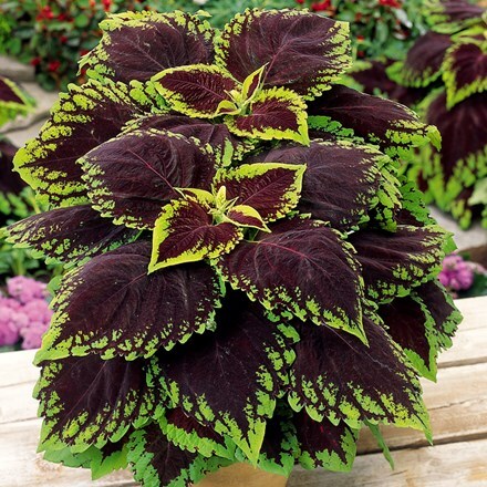 Coleus scutellarioides Kong Scarlet ('Kakegawa Ce13') (Kong Series)