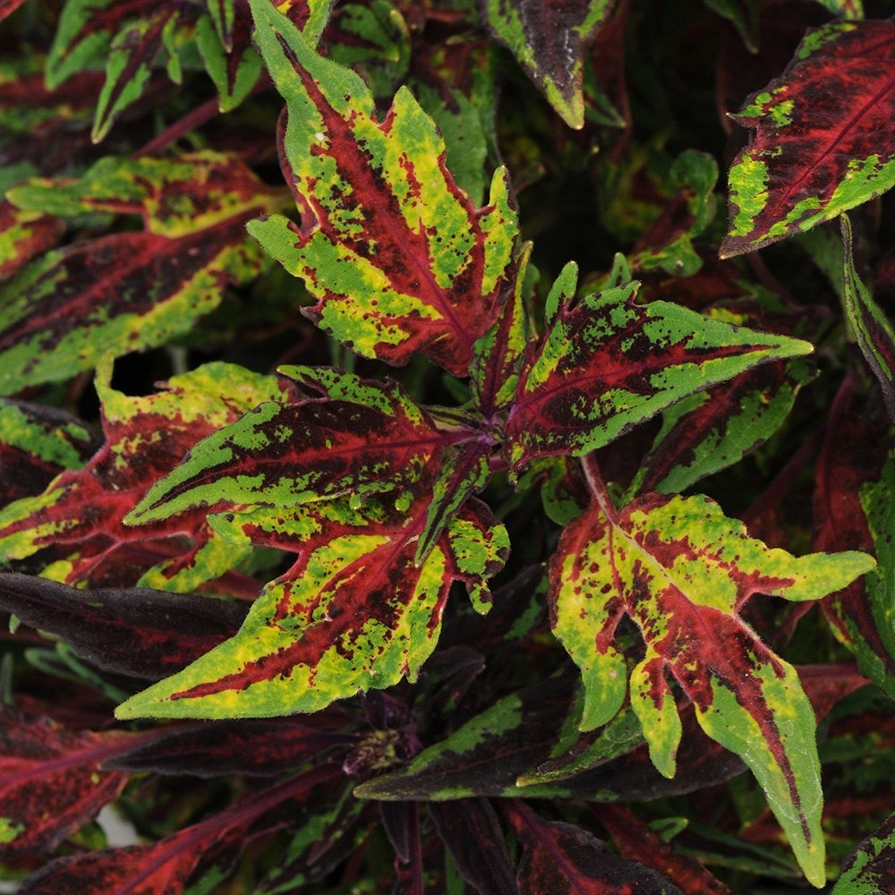 <i>Coleus scutellarioides</i> 'Flamethrower Chilli Pepper' (Flamethrower Series)