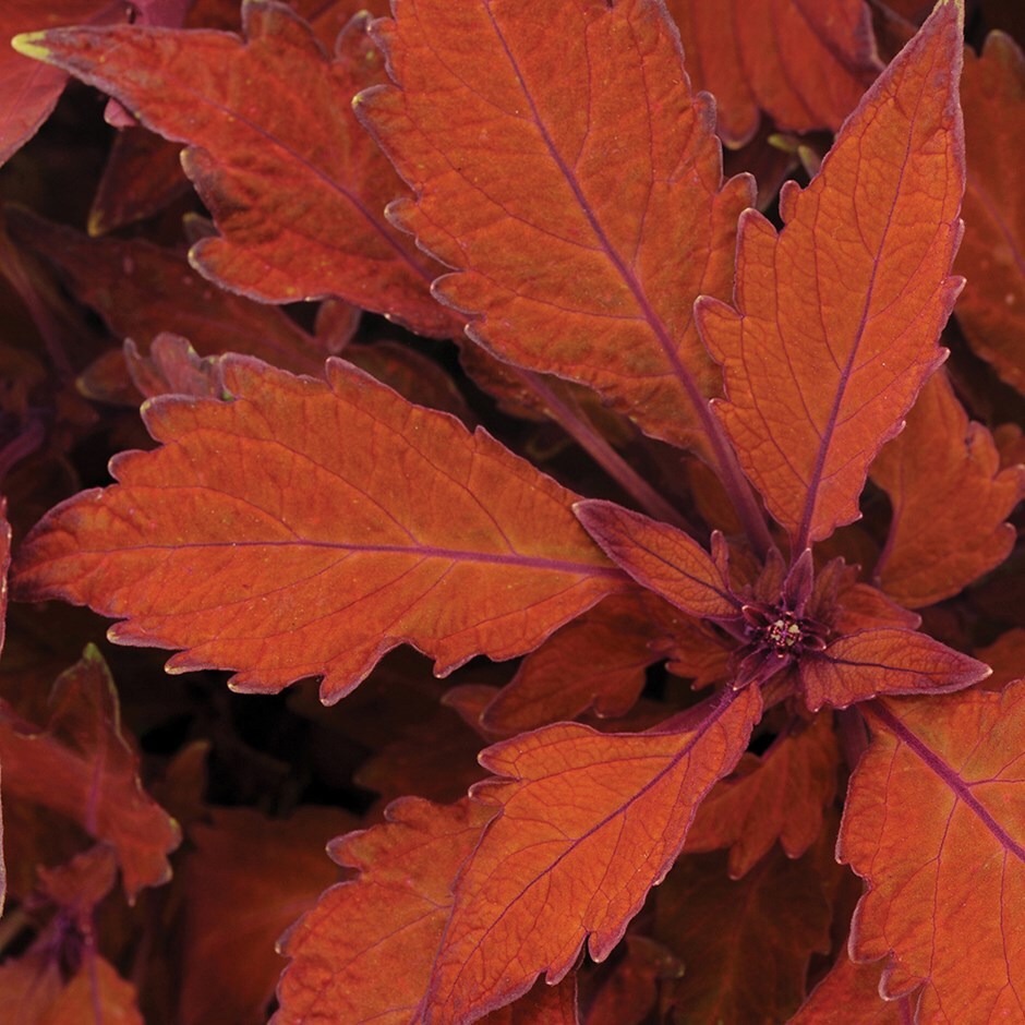<i>Coleus scutellarioides</i> 'Flamethrower Habanero' (Flamethrower Series)