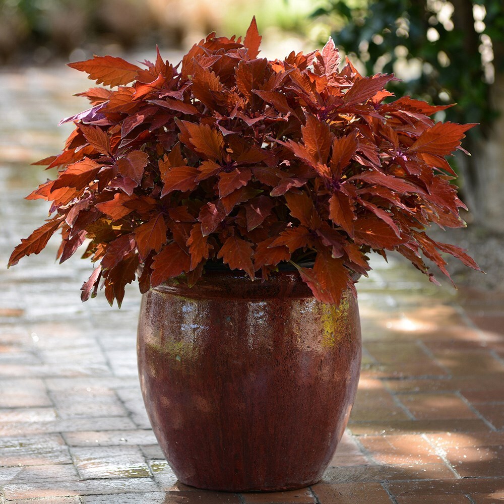 <i>Coleus scutellarioides</i> 'Flamethrower Habanero' (Flamethrower Series)