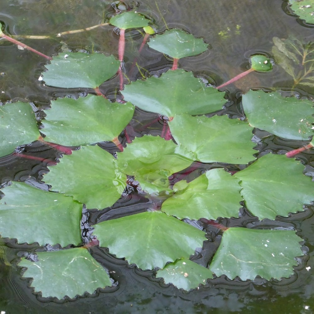 Product options image