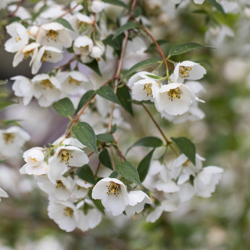 <i>Philadelphus</i> 'Fragrant Falls'