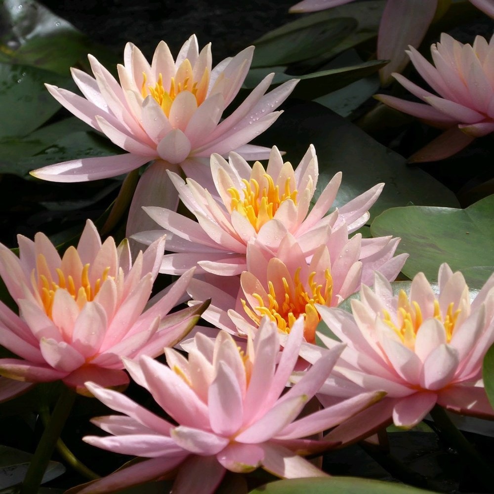 Product options image