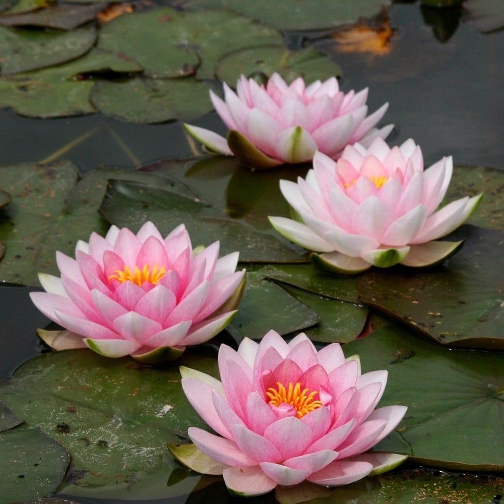 Product options image