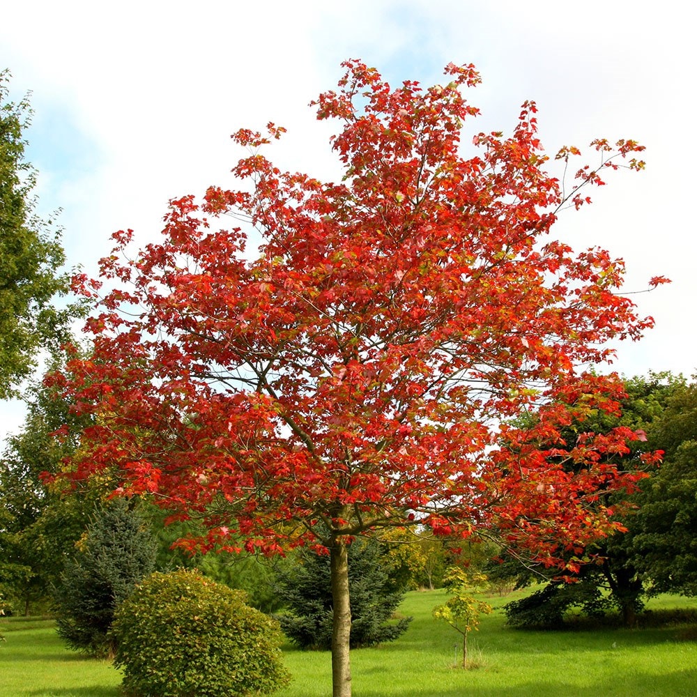 Buy Red Maple Acer Rubrum: £79.99 Delivery By Crocus