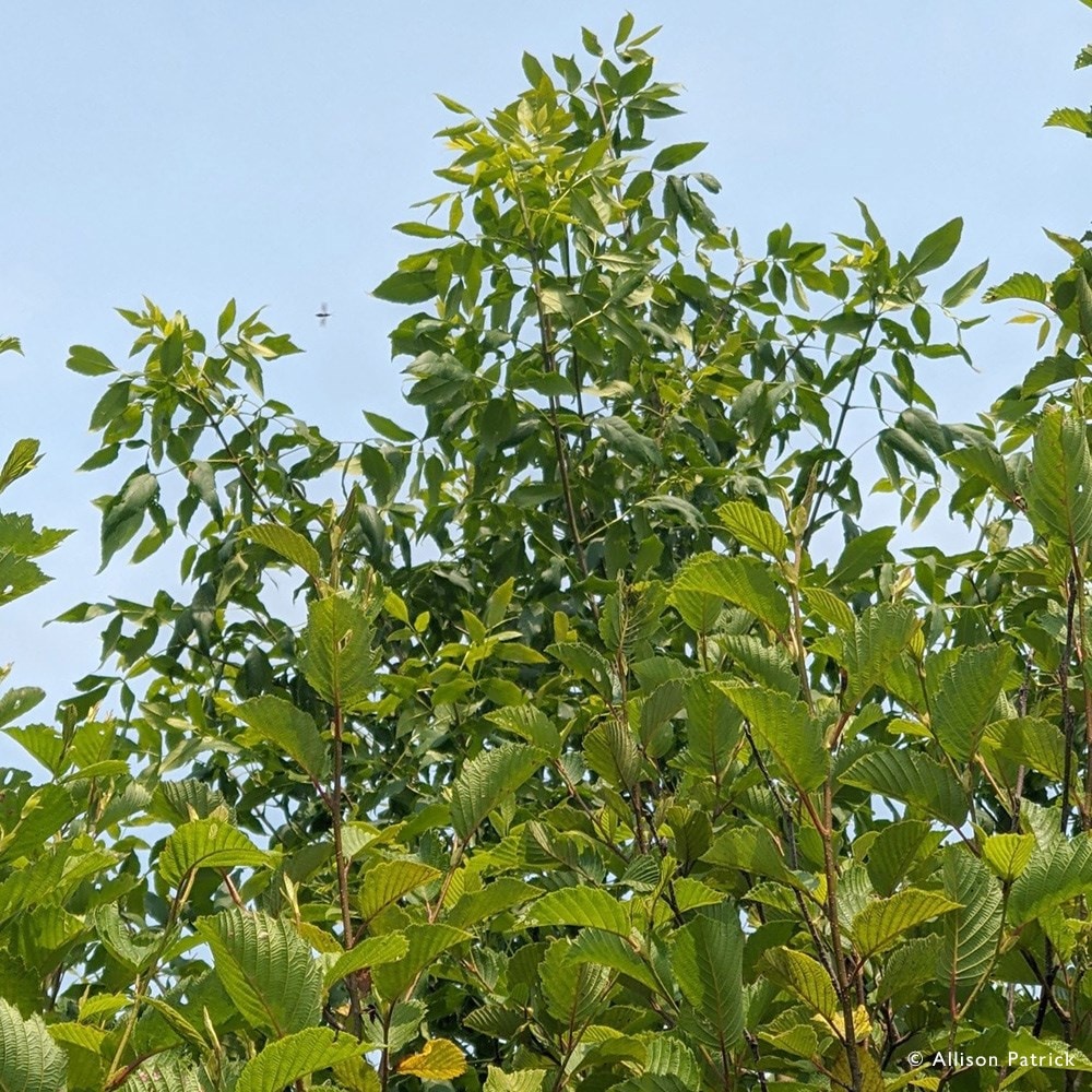 Product options image