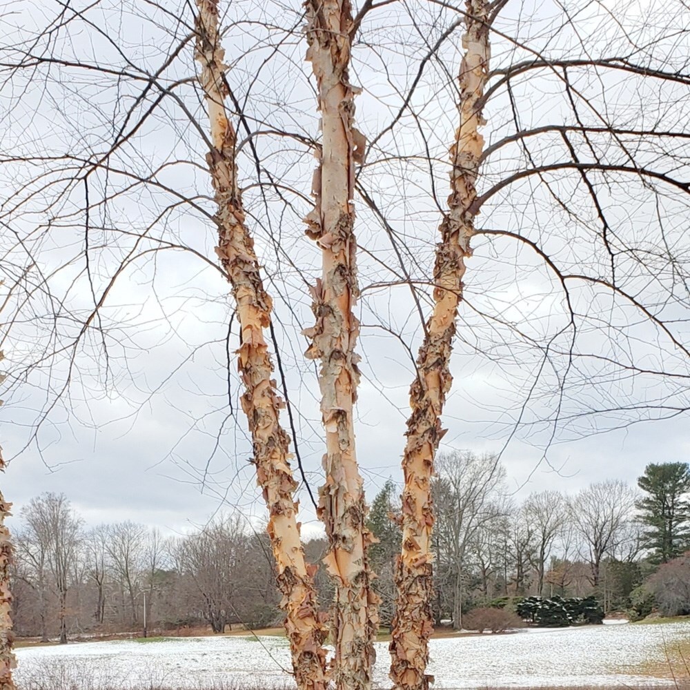 Buy River Or Red Birch ( Syn. Betula Rubra ) Betula Nigra: Delivery By ...