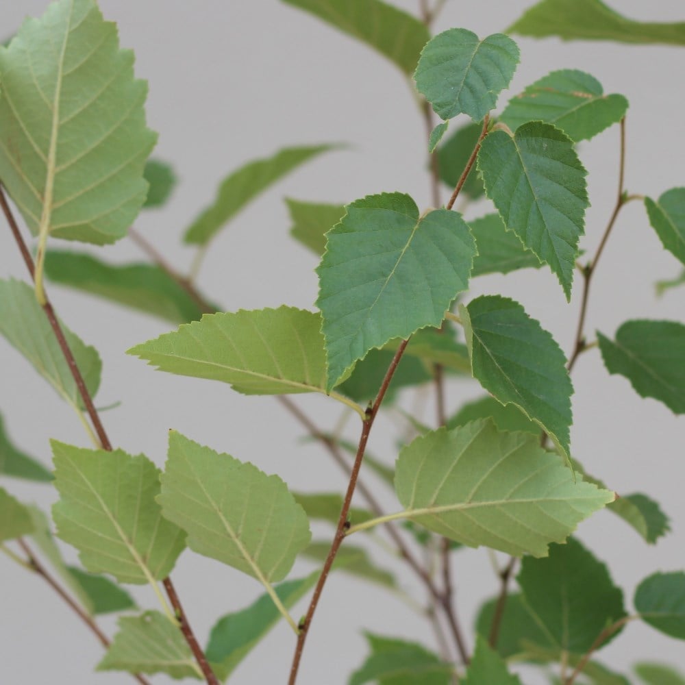 Product options image