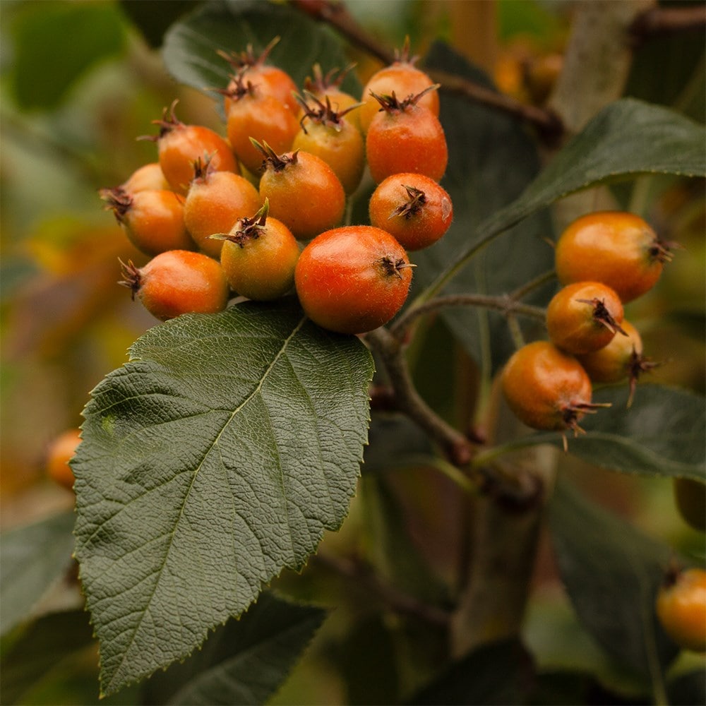 Product options image