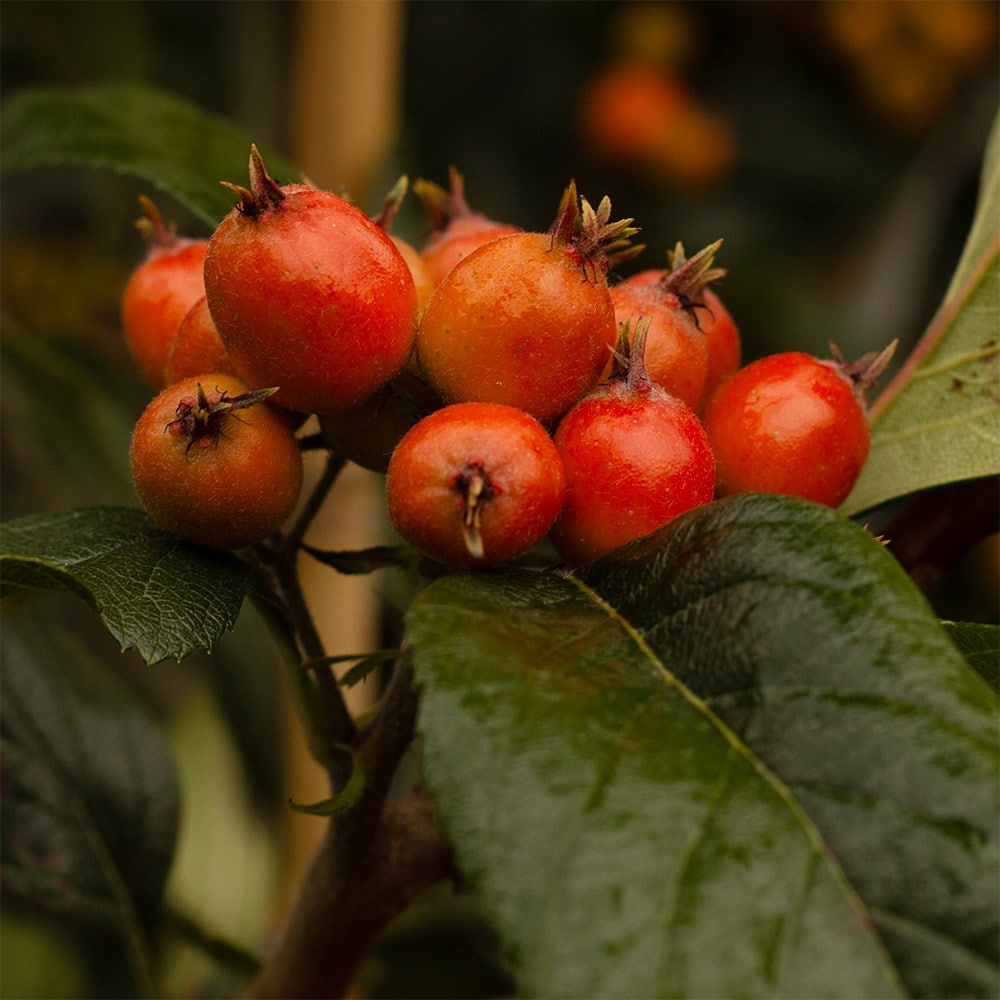 <i>Crataegus</i> × <i>lavalleei</i> 'Carrierei'
