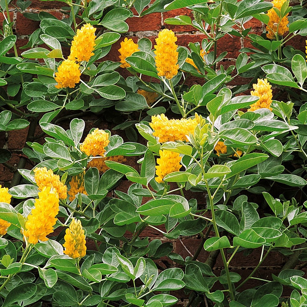 Product options image